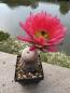 Preview: Echinocereus pectinatus detras rot
